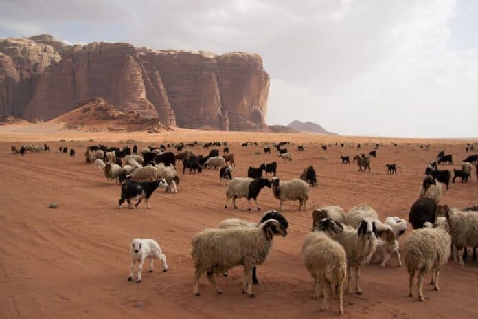 بدء استقبال طلبات حظائر الأضاحي إلكترونياً في عمّان