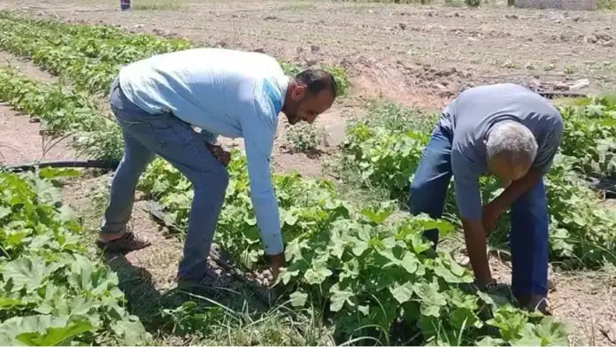 الغور الشمالي.. المدارس الحقلية ترفع وعي المزارعين وتطور مهاراتهم