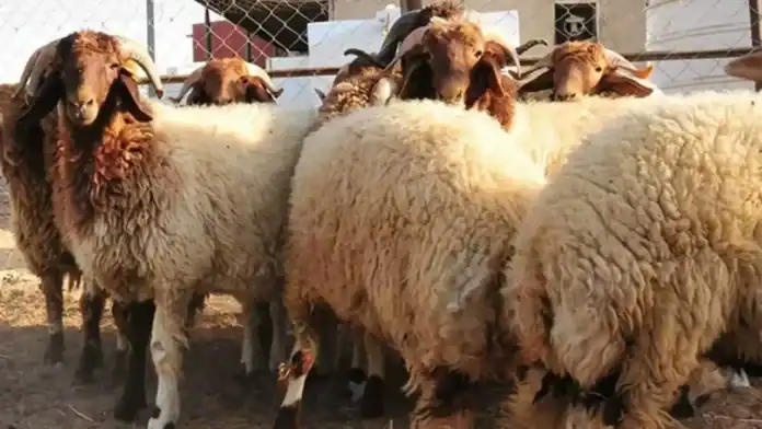 مربو ماشية في الأردن استيراد الخراف السورية تسبب بفائض وانخفاض الأسعار مربو ماشية في الأردن استيراد الخراف السورية تسبب بفائض وانخفاض الأسعار