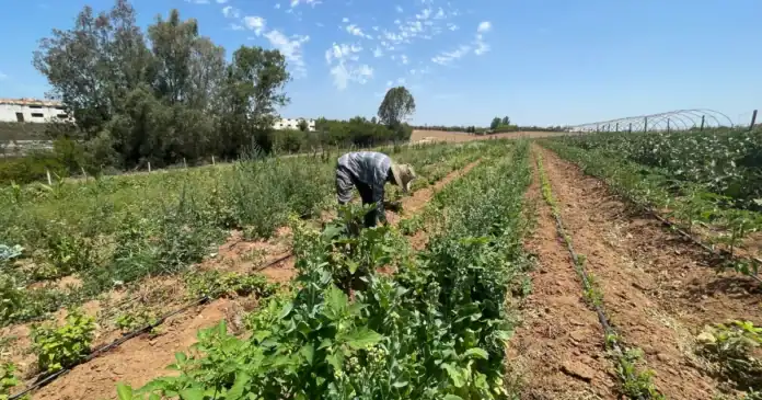 الزراعة العضوية بعجلون ترفع الدخل