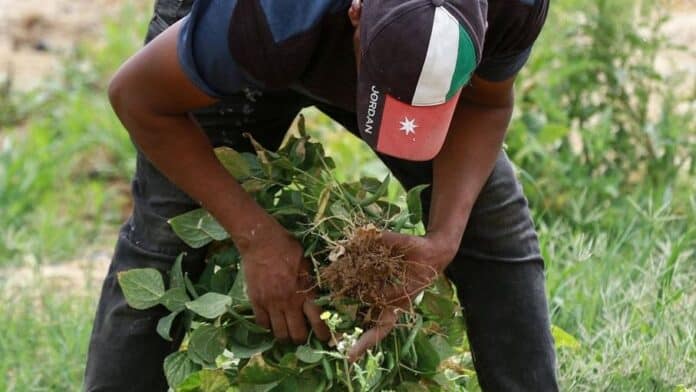 تمديد إعفاء 75% رسوم تصدير بستانيات