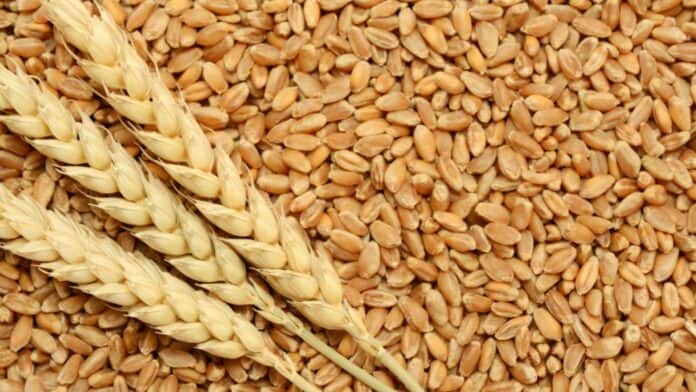 طحين القمح 176 دينار كانون الثاني