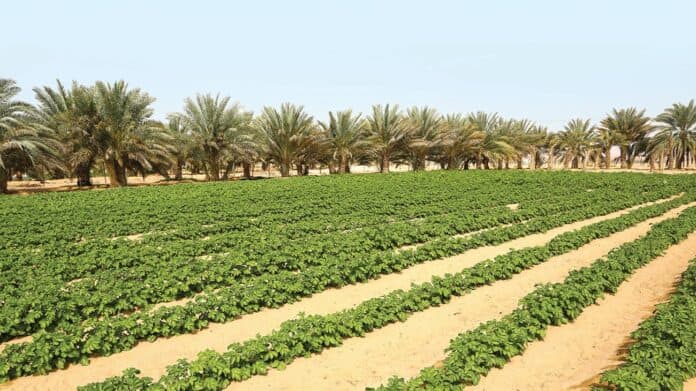 إرشادات زراعية مهمة مع أمطار الأغوار