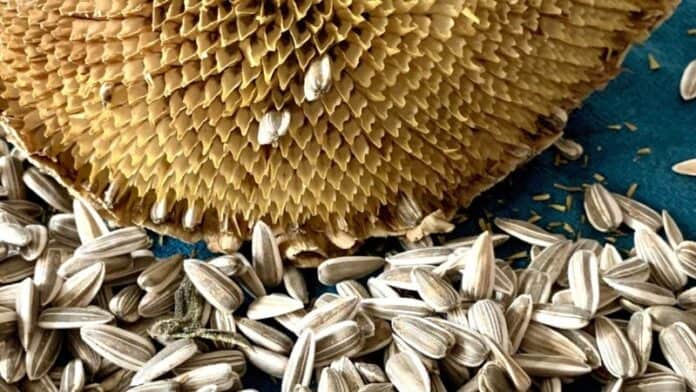 بطاريات من قشور عباد الشمس.. ابتكار صديق للبيئة