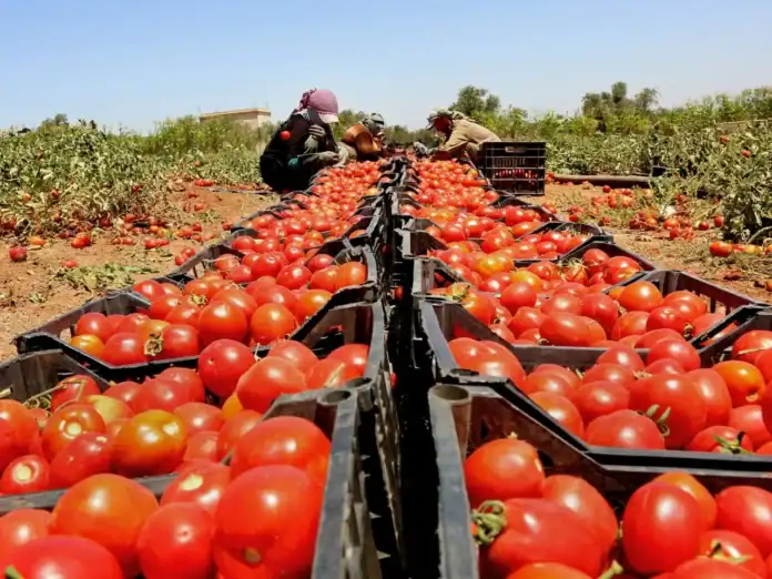 الاكتفاء الذاتي الغذائي في الأردن يرتفع إلى 61.4%